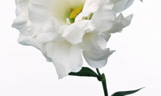 白色康乃馨的花语是什么